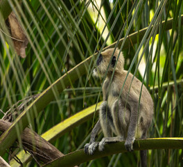 Tufted grey langur - Semnopithecus priam