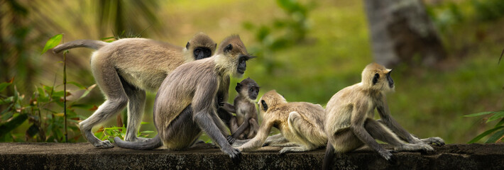 Tufted grey langur - Semnopithecus priam