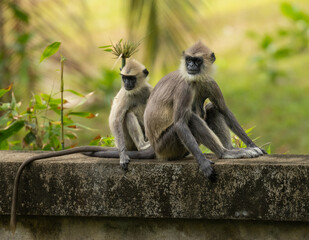 Tufted grey langur - Semnopithecus priam