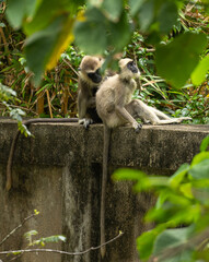 Tufted grey langur - Semnopithecus priam