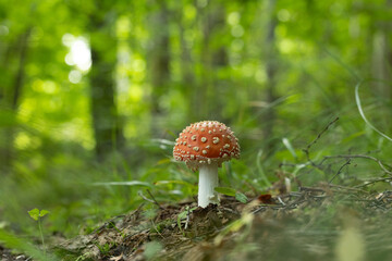 A beautiful fly agaric mushroom growing in the forest during early autumn. Natural woodland scenery in Latvia, Northern Europe.