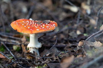 A beautiful fly agaric mushroom growing in the forest during early autumn. Natural woodland scenery in Latvia, Northern Europe.