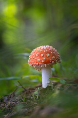 A beautiful fly agaric mushroom growing in the forest during early autumn. Natural woodland scenery in Latvia, Northern Europe.