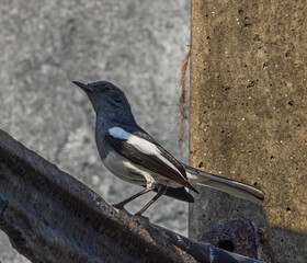 Indian magpie robin - Copsychus saularis