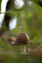 A beautiful fly agaric mushroom growing in the forest during early autumn. Natural woodland scenery in Latvia, Northern Europe.