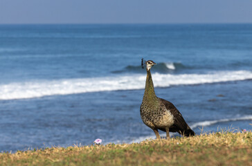 Indian peafowl - Pavo cristatus