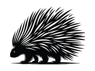 hedgehog on a black background