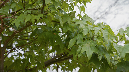 Fototapeta premium Close-up of platanus hispanica leaves in murcia, spain, showing details of this sycamore variety on the mediterranean coast.