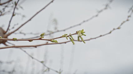 Early spring buds and catkins on a platanus hispanica tree outdoors in murcia, spain reflecting seasonal change.