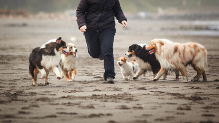 Woman running on a beach surrounded by dogs
