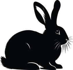 black rabbit on white background
