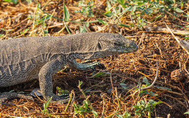 Monitor lizard - Varanus bengalensis
