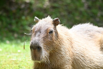 休憩中のカピバラ