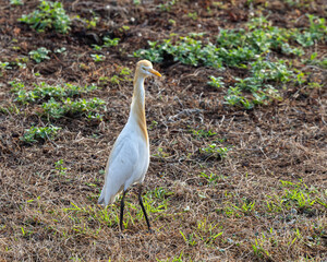 Cattle egret, Bubulcus ibis