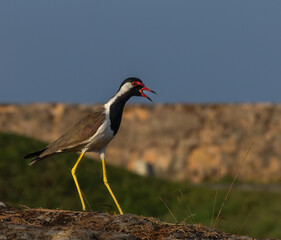 Naklejka premium Red wattled lapwing - Vanellus indicus