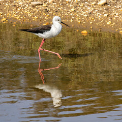 Black-winged stilt, Himantopus himantopus in Ria Formosa Natural Reserve, Algarve Portugal.