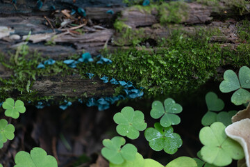 A beautiful green elfcup mushroom growing on the tree in forest, surrounded by woodsorrel leaves. Natural woodlands scenery of Latvia, Northern Europe.