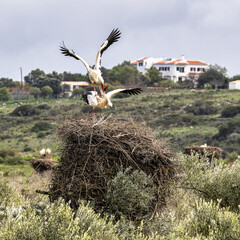 White Storks, Ciconia ciconia mating on the nest at Odiaxere in the Algarve region, District Faro, Portugal.