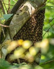 Giant honey bee swarm/hive - Apis dorsata