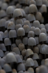 Obraz premium Beautiful gray fairy inkcap mushrooms growing on the old tree trunk in autumn forest. Natural woodland scenery with a lot of agaric fungi in Latvia, Northern Europe.