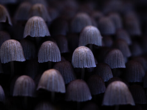 Beautiful gray fairy inkcap mushrooms growing on the old tree trunk in autumn forest. Natural woodland scenery with a lot of agaric fungi in Latvia, Northern Europe.