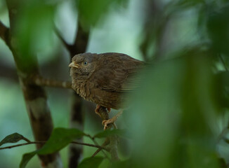 Yellow-billed babbler - Argya affinis