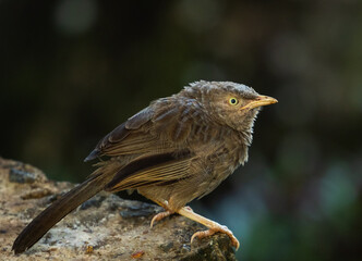 Yellow-billed babbler - Argya affinis