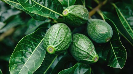 Ripe and Sweet Feijoa Fruit with Fresh Leaves