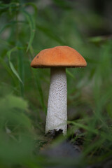 Beautiful leccinum mushroom growing in the forest during summer end. Natural woodlands scenery of Latvia, Northern Europe.