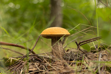 Beautiful leccinum mushroom growing in the forest during summer end. Natural woodlands scenery of Latvia, Northern Europe.
