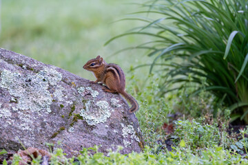 Chipmunk sitting on a lichen covered rock