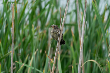 Fledgling red winged blackbird perched on a reed