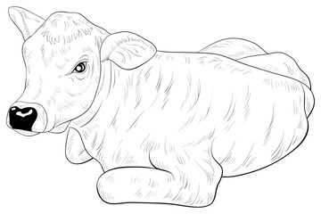 Adult coloring book,page a cute calf image for relaxing.Line art style illustration.