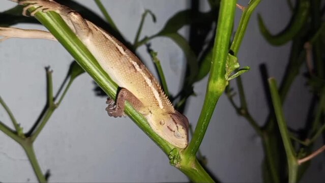 Tree lizard is sleeping