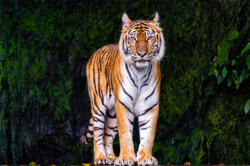 A tiger is a ferocious animal.