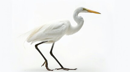 Egret full body clearly photo on white background , 