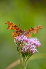 Comma butterfly Polygonia c-album resting side view