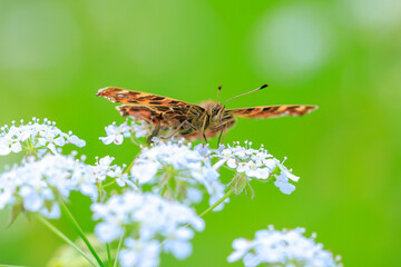 The Map butterfly, Araschnia levana, Springtime brood