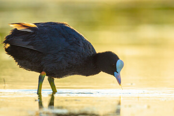 Eurasian Coot Fulica atra waterfowl foraging during sunset
