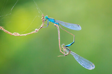Closeup of two common bluetail Ischnura elegans damselflies mating wheel or mating heart
