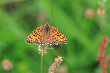 knapweed fritillary, Melitaea phoebe, butterfly resting and pollinating