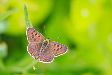 Sooty copper butterfly Lycaena tityrus pollinating