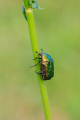 Cetonia aurata, green rose chafer beetle climbing a grass stem in a meadow