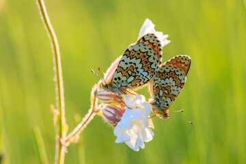 Glanville fritillary, melitaea cinxia, butterfly mating in a meadow