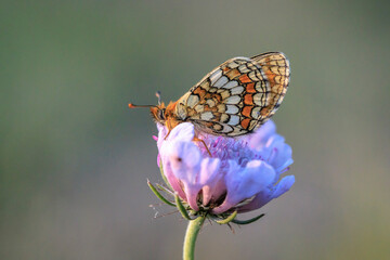 Heath fritillary butterfly, melitaea athalia, pollinating