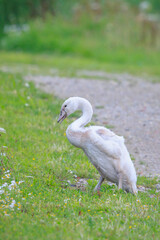 Mute swan, Cygnus olor, cygnets young birds