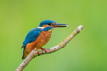 Close up of a Kingfisher, Alcedo Atthis, fishing