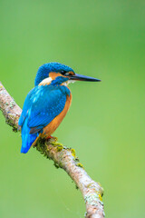 Close up of a Kingfisher, Alcedo Atthis, fishing