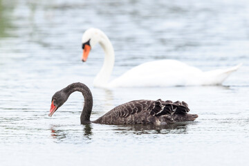 Black swan, Cygnus atratus, and mute swan, Cygnus olor,