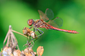 Vagrant darter male Sympetrum vulgatum